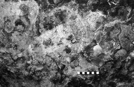 NMSA 03 4383P