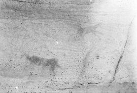 NMSA PCA 01 443P