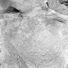 NMSA PCA 02 100H