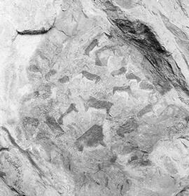 NMSA PCA 01 236H