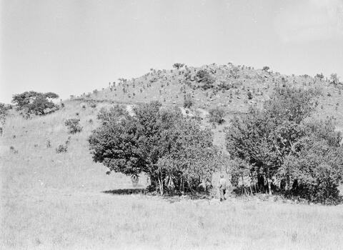 Open original Digital object