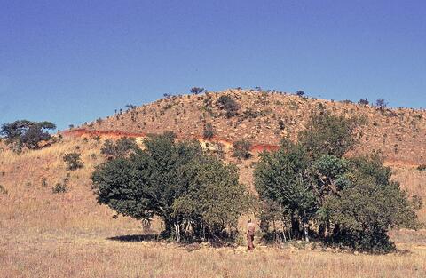 Open original Digital object