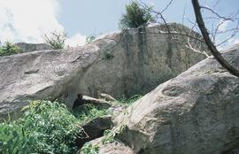 RARI UGA MUK3 25
