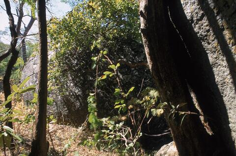 Open original Digital object