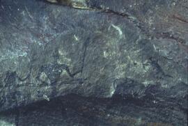 RARI ADN RSA GEE1 9