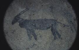 RARI RSA HAE1 56