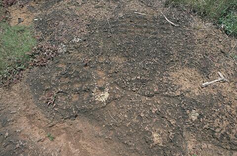 Open original Digital object