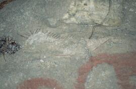 RARI RSA SOT1 6