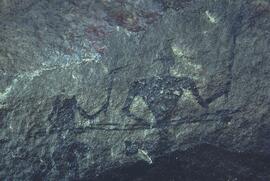 RARI ADN RSA GEE1 15