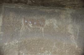 RARI ADN RSA COL1 1