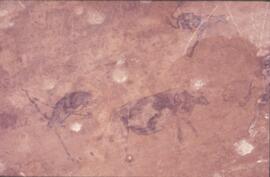 RARI ADN RSA PET1 6