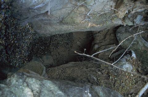 Open original Digital object