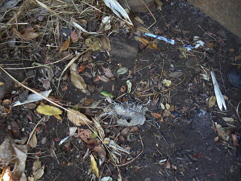 Open original Digital object