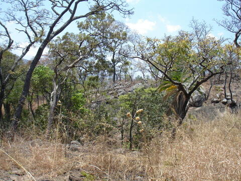 Open original Digital object