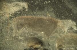 RARI ADN RSA HLK1 7
