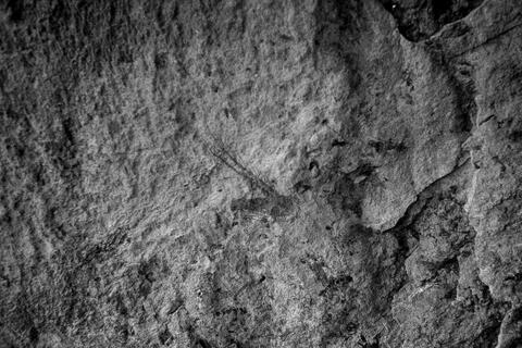 Open original Digitaal object