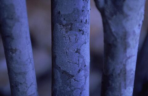 Open original Digital object