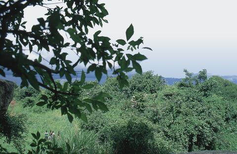 Open original Digital object