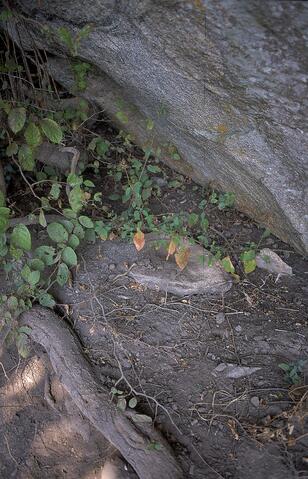 Open original Digital object