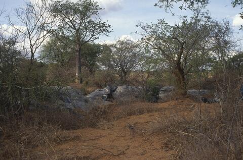 Open original Digital object