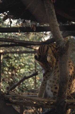 Open original Digitaal object