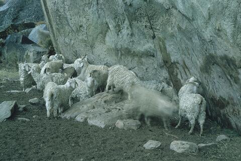 Open original Digitaal object