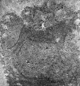 UOC SRZ 02 1559H