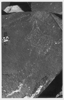 UOC SRZ 01 954P