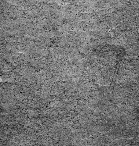 Open original Digitaal object
