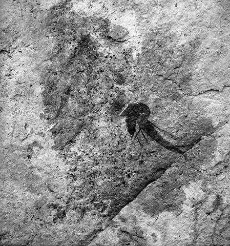 Open original Digitaal object
