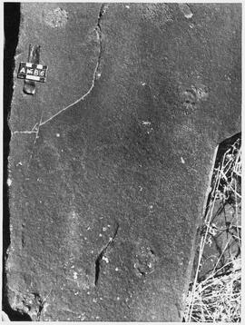 UOC SRZ 01 933P