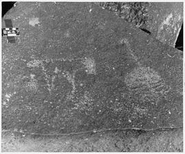 UOC SRZ 01 946P