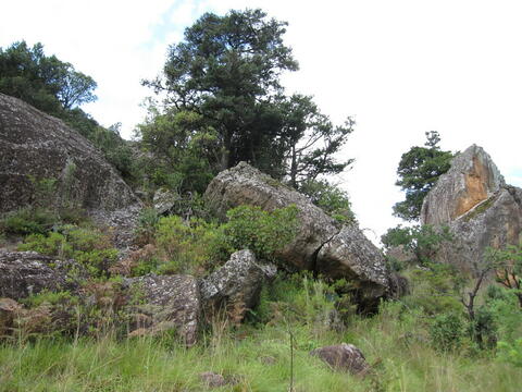 Open original Digital object