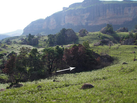 Open original Digital object