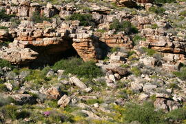 UCT RSA KHF4 1D