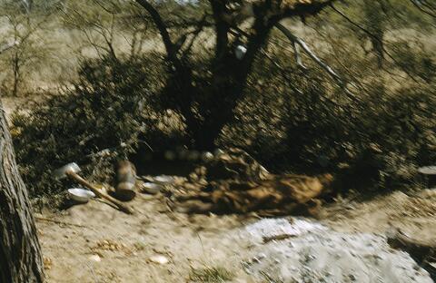 Open original Digital object