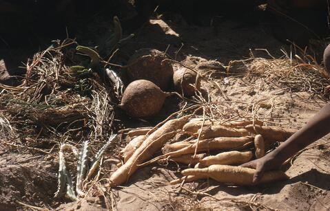 Open original Digital object