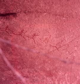 RARI ARW ZIM WHI1 1H