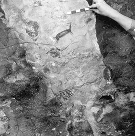 RARI ARW RSA SOR1 1P