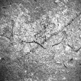 RARI ARW ZIM WHI1 11H