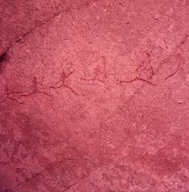 RARI ARW ZIM WHI1 2H