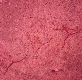 RARI ARW ZIM WHI1 4H